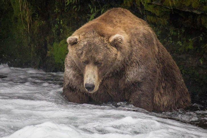 Attached picture Otis. Fat Bear of the Year Award..Brook Falls.png